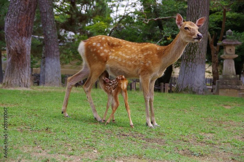 Nara Park in Japan, mother and baby deer in peace 奈良公園鹿の子育て