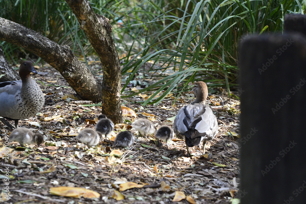 Fototapeta premium ducks
