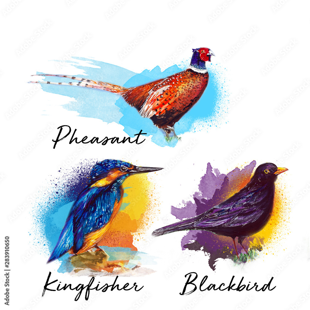 Beautiful bird water color drawing art illustration Stock Illustration ...
