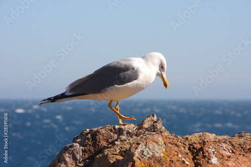 Seagull Close-up - A close-up view of a seagull standing on a seaside rock