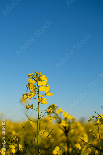 Canola 17