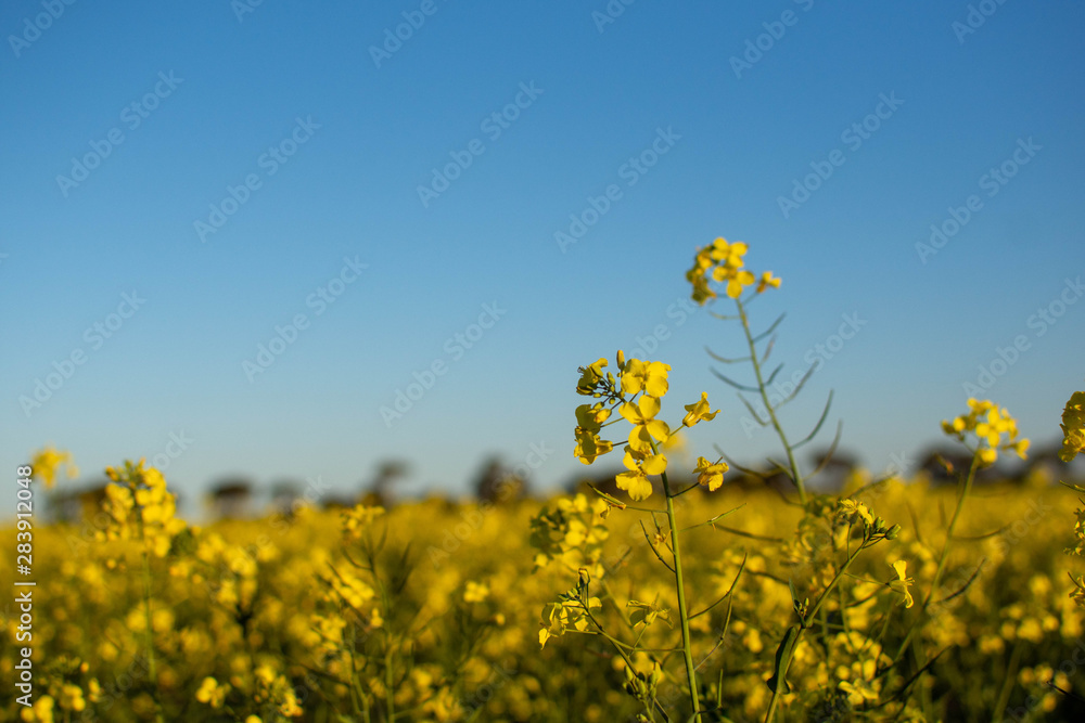 Canola 20 Canola 20