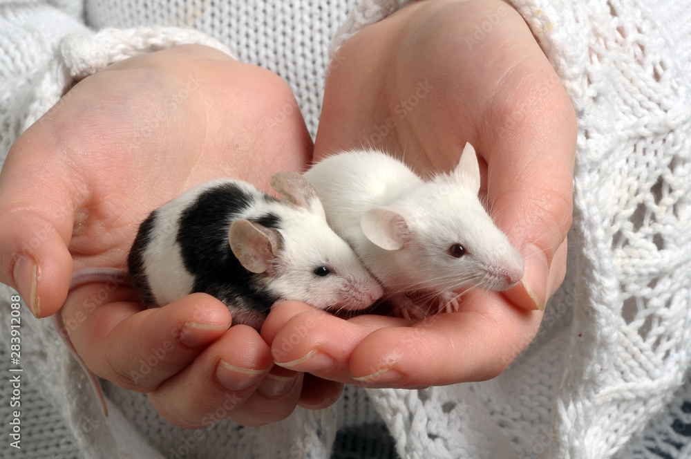 Mice on children hand Mice on children hand