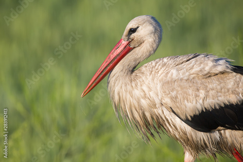 The CloseUp of Stork