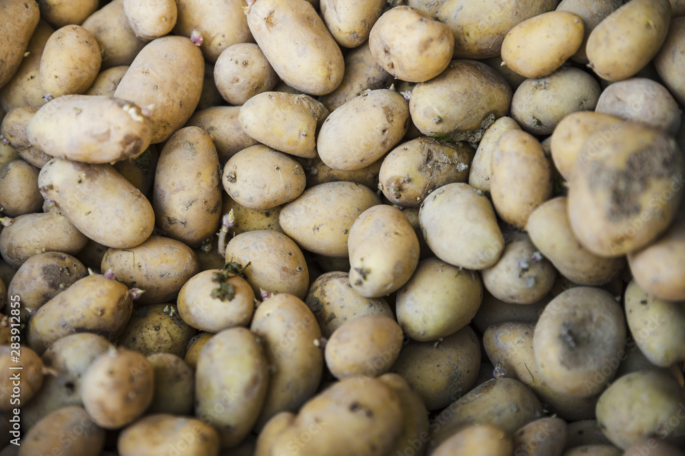 Full frame of fresh organic potato Full frame of fresh organic potato