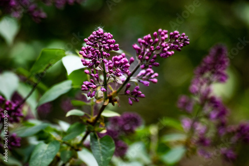 Purple syringa vulgaris on green branches  soft focus