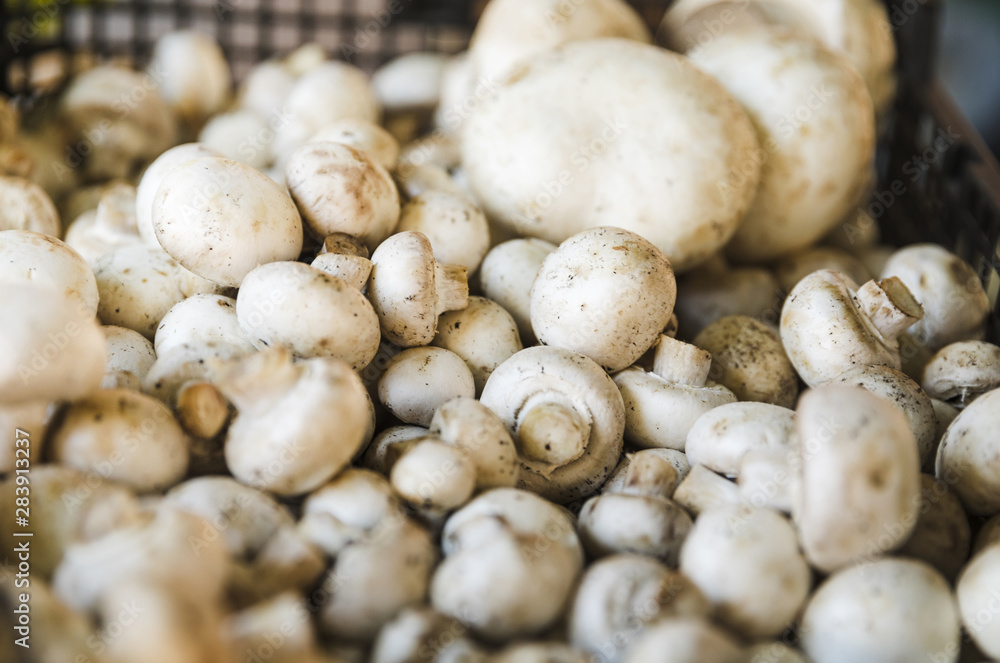 Cultivated button mushroom for sale at grocery store market