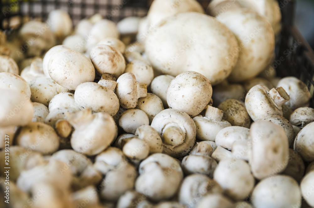 Cultivated button mushroom for sale at grocery store market Cultivated button mushroom for sale at grocery store market