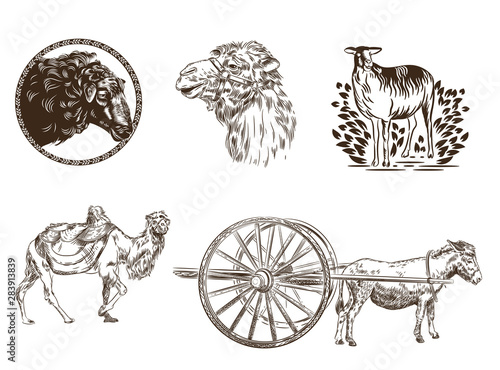 Set of images of animals. Camel, donkey, sheep. Livestock.