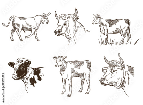 Set of images of animals. Cows, bull, calf. Livestock.