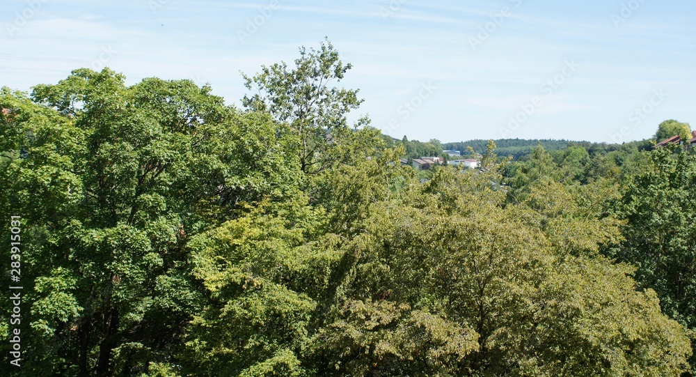 trees and blue sky Hegau