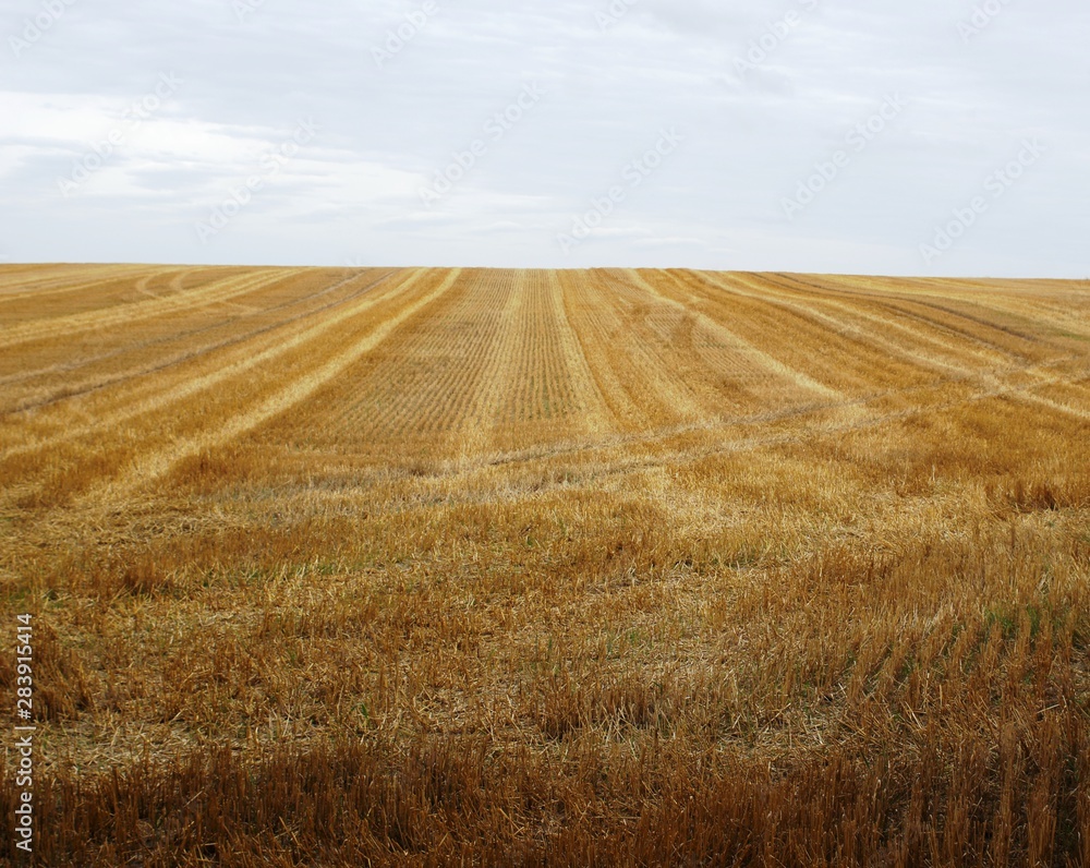 Fototapeta premium SONY DSC