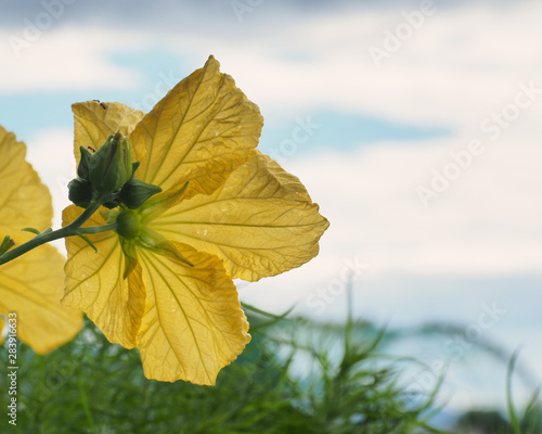 瓜の花