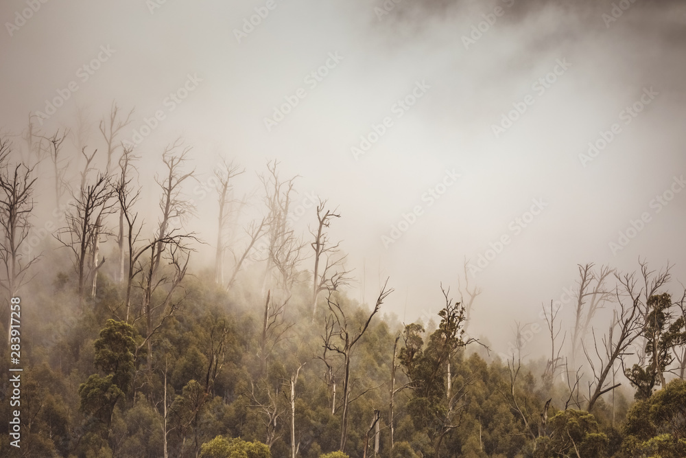 Obraz premium Regenwald in Australien mit Nebel
