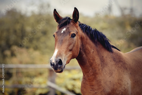 Portrait of a horse with an asterisk on his forehead