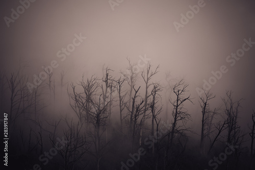 Regenwald Wald mit Nebel in Australien photo