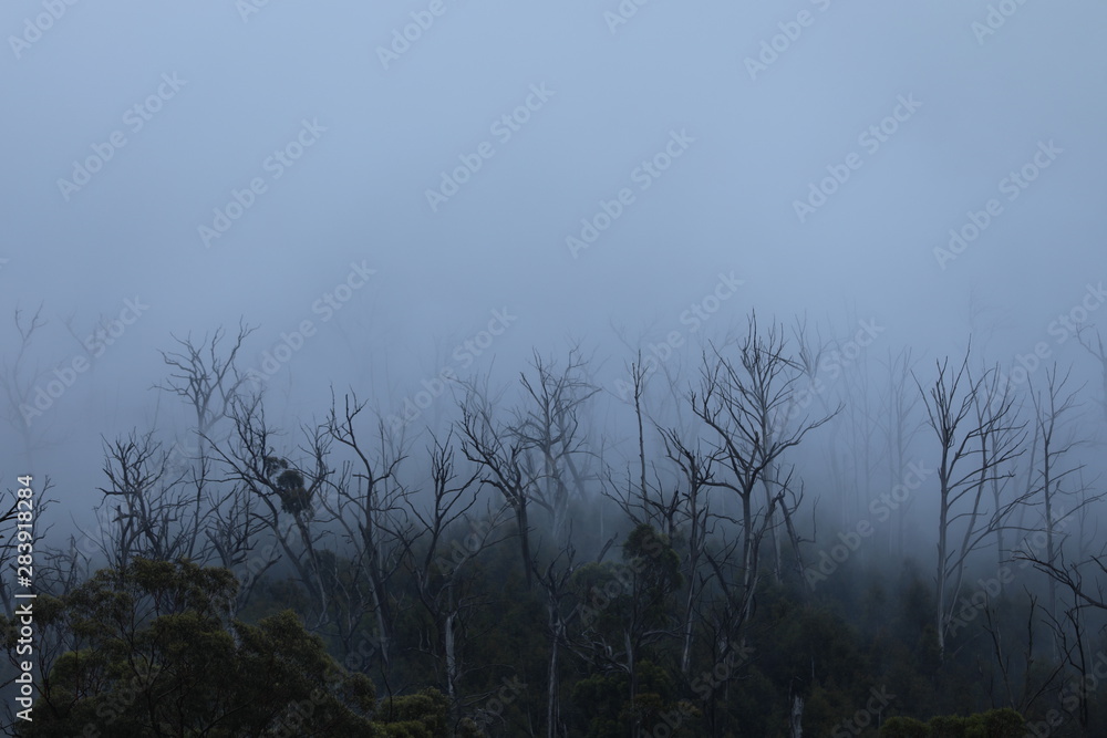 Regenwald Wald mit Nebel in Australien Regenwald Wald mit Nebel in Australien