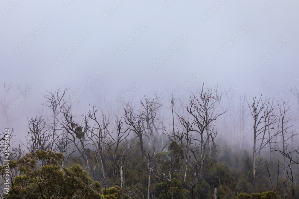 Regenwald Wald mit Nebel in Australien