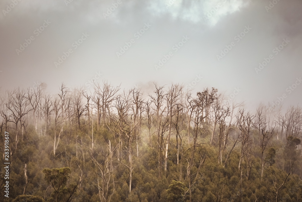 Regenwald Wald mit Nebel in Australien Regenwald Wald mit Nebel in Australien