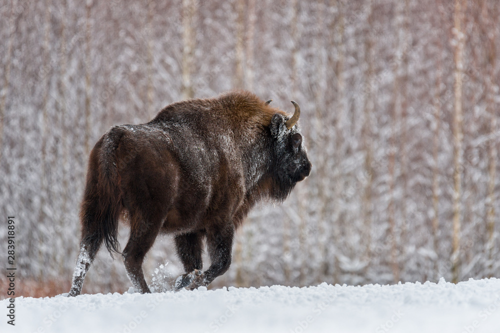 Aurochs Or Bison Bonasus, The Last Representative Of Wild Bulls In Europe. Endangered Artiodactyl Animal. Bull Runs In The Snow. Ox Hoof Beats