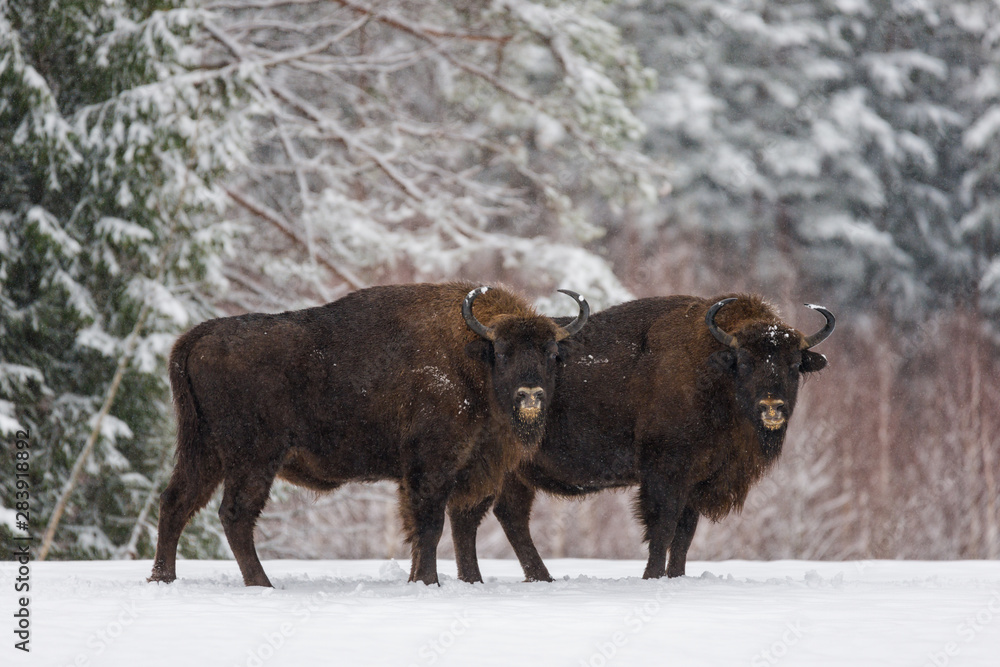 Two Aurochs Or Bison Bonasus. European Brown Bison ( Wisent ), One Of The Zoological Attraction Of Bialowieza Forest, Belarus.A Pair Of Endangered Wild Bulls
