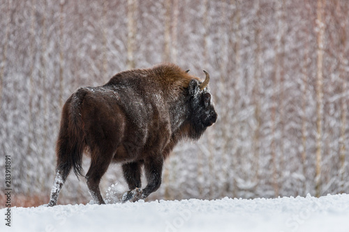 Obraz na płótnie Aurochs Or Bison Bonasus, The Last Representative Of Wild Bulls In Europe. Endangered Artiodactyl Animal. Bull Runs In The Snow. Ox Hoof Beats w salonie
