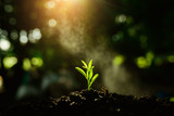 Seedling are growing in the soil and sun light, Planting trees to reduce global warming. 