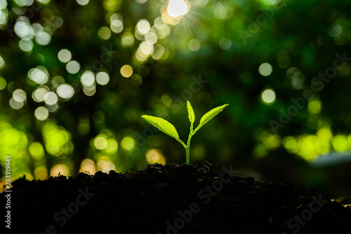 Seedling are growing in the soil and sun light, Planting trees to reduce global warming.  © 249 Anurak
