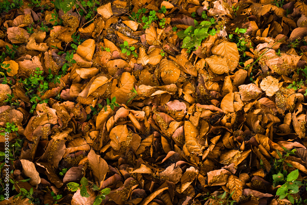 Autumn dried leaves on floor orange yellow background with free copy space for your ideas texts, Flat lay, top view Autumn dried leaves on floor orange yellow background with free copy space for your ideas texts, Flat lay, top view