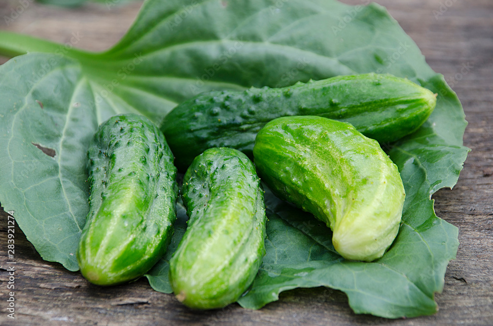 fresh cucumbers in wooden box fresh cucumbers in wooden box