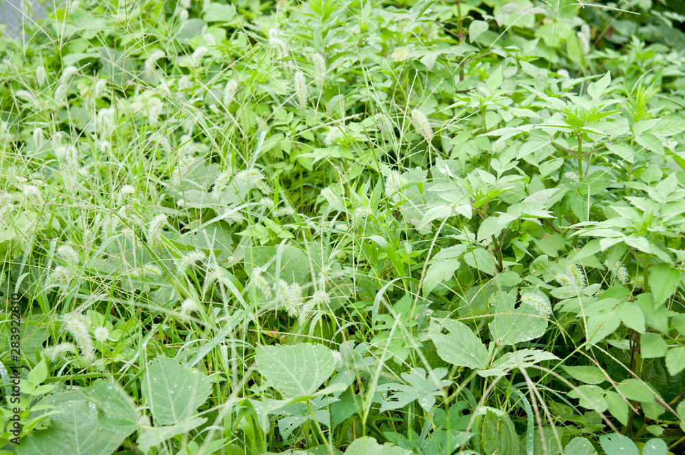 Plant Setaria viridis (green foxtail) in Japan is called: Enokorogusa. Plants covered with raindrops. Plant Setaria viridis (green foxtail) in Japan is called: Enokorogusa. Plants covered with raindrops.