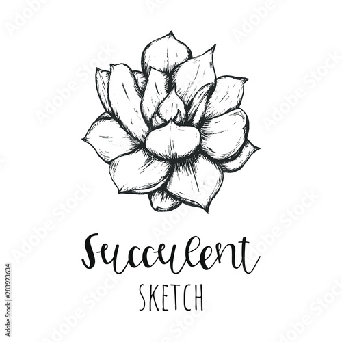 Succulent isolated hand drawn illustration, sketch succulent flower.