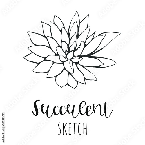Succulent isolated hand drawn illustration, sketch succulent flower.