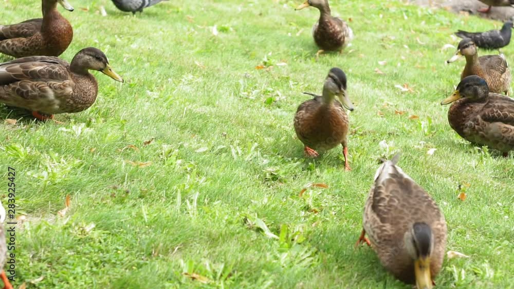 brown duck on a green grass close-up natural background of the Park