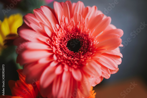 red gerbera flower