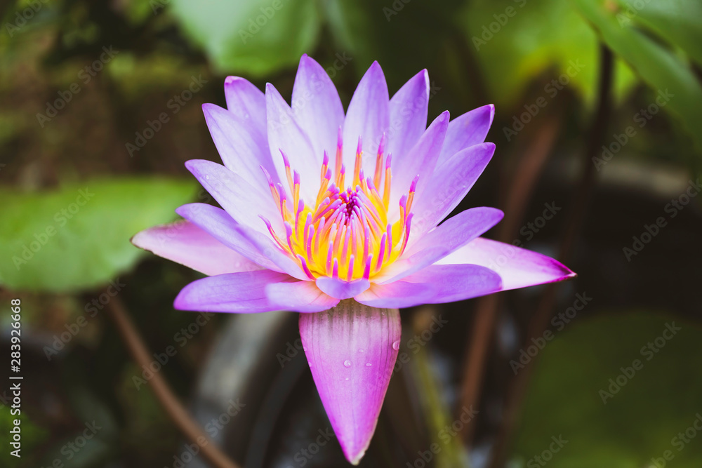 Purple lotus flowers shoot beautiful macro Purple lotus flowers shoot beautiful macro