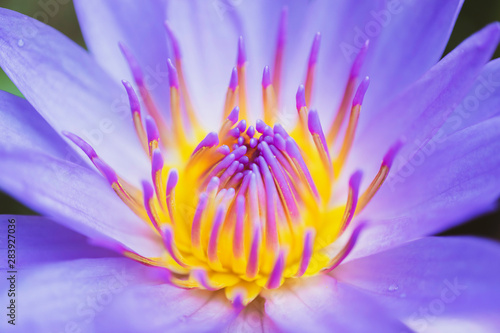 Purple lotus flowers shoot beautiful macro