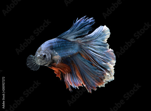 blue and yellow siamese fighting fish betta on black background,