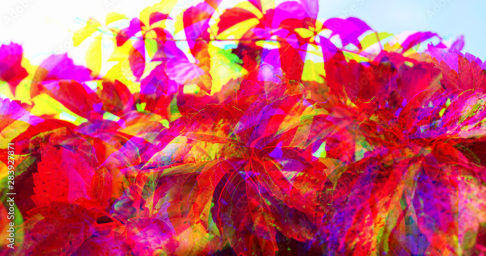Glitch effect. Autumn Bush red leaves on white background Banner Glitch effect. Autumn Bush red leaves on white background Banner