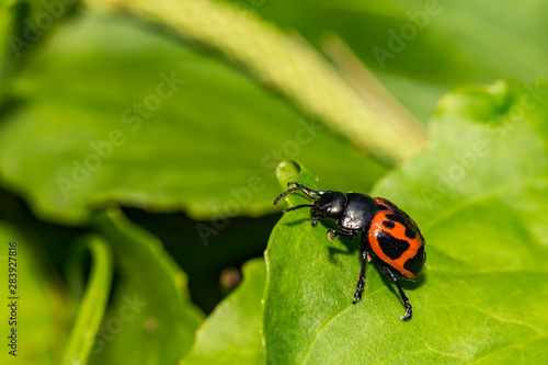 Swamp Milkweed Leaf Beetle (Labidomera clivicollis) © ondreicka