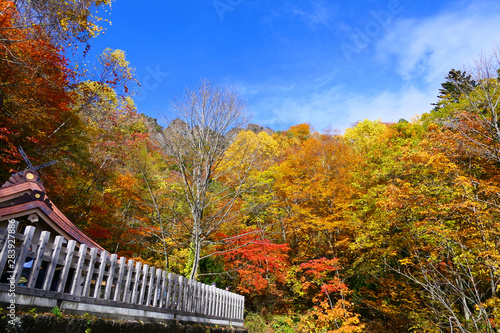 上信越国立公園。紅葉の戸隠神社奥社より戸隠連峰を望む。長野 日本。１０月下旬。