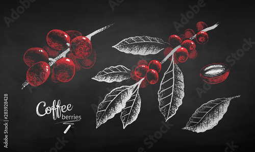 Chalk drawn set of coffee branch with berries