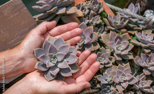 Canvas Print Young woman holds rosettes of succulent fleshy in hands
