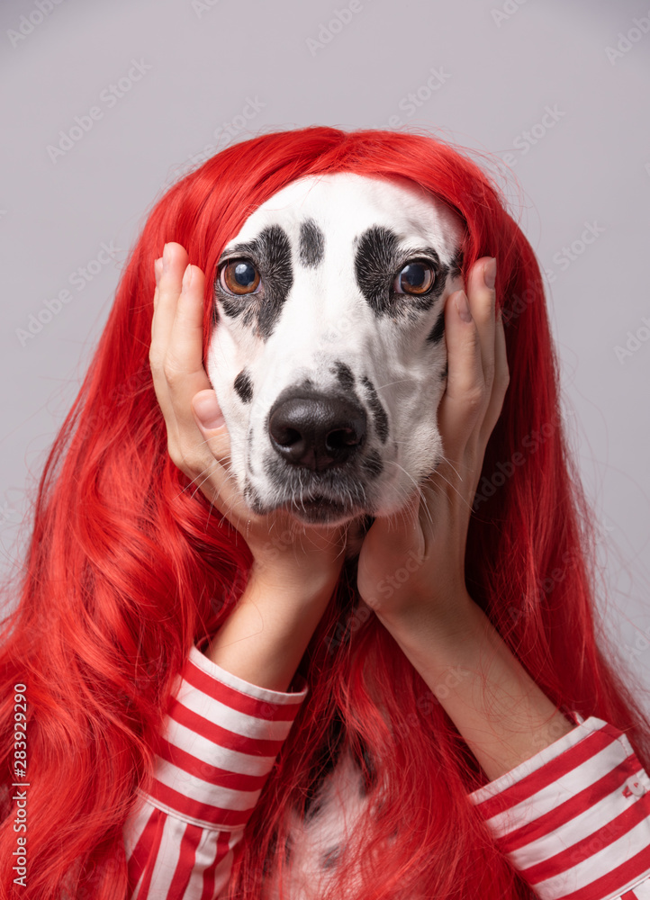 Cute dalmatian dog with red hair, having tired expression while and holding  hands under chin. Conceptual dogs portrait on bright background. Beauty  concept. Dog is waiting for party Stock Photo | Adobe