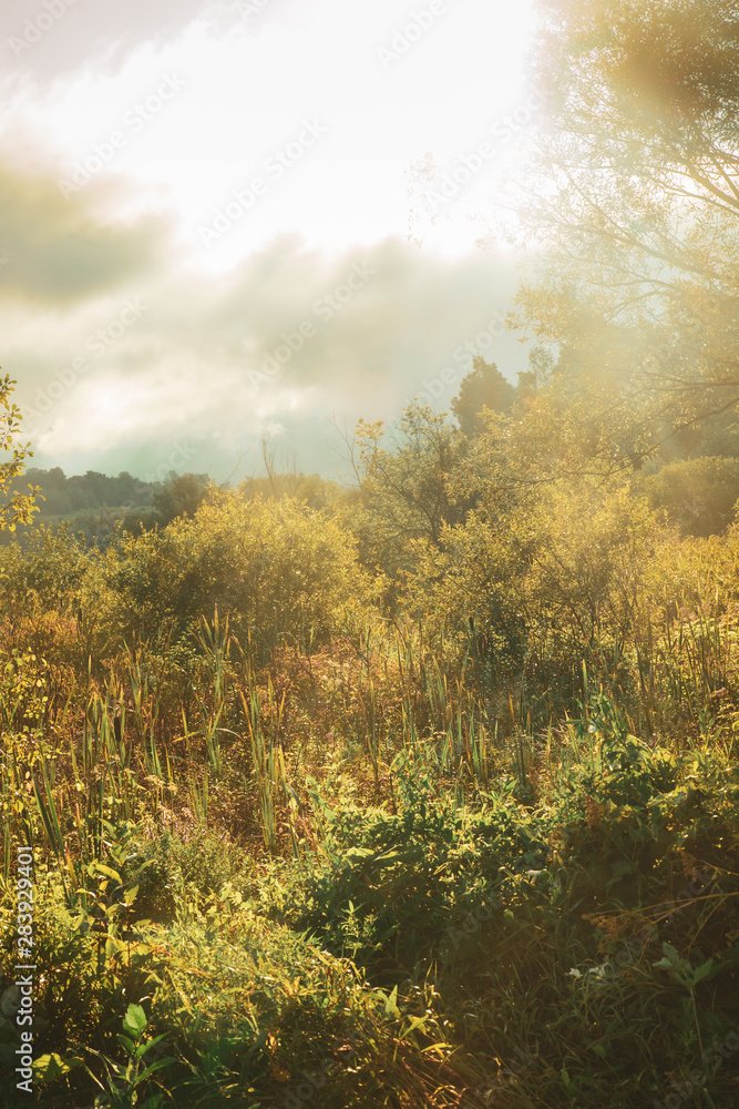 Beautiful morning landscape with sunlight, haze, trees and brush Beautiful morning landscape with sunlight, haze, trees and brush