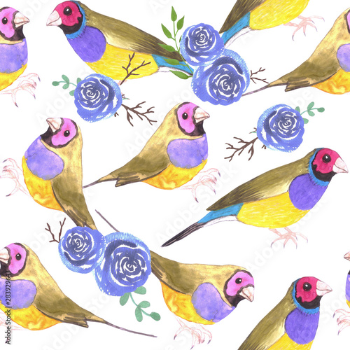 Red headed male Gouldian finches and roses or Erythrura gouldiae bird seamless watercolor birds painting
