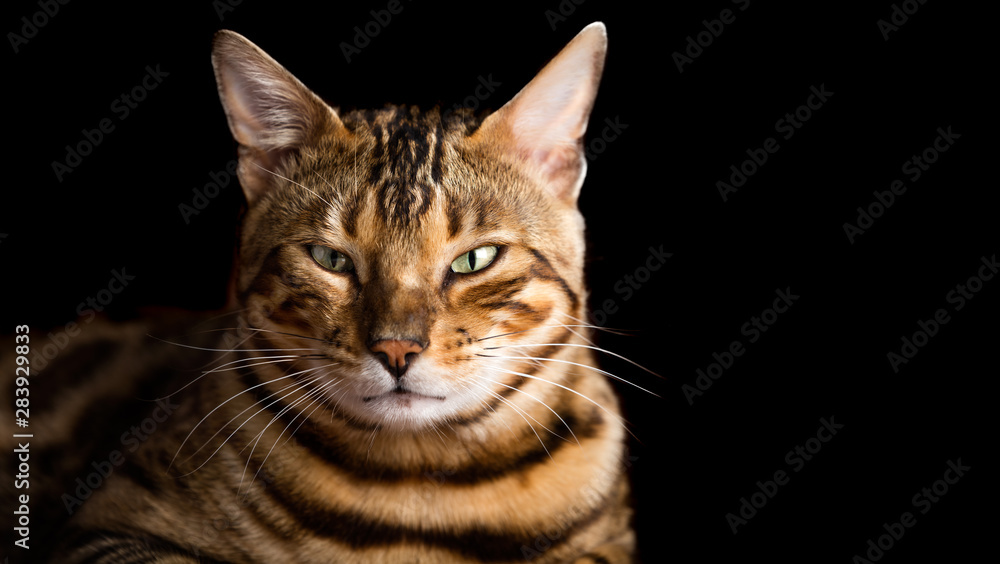 Bengal cat portrait on black background. Purebred Bengal cat portrait on black background. Purebred