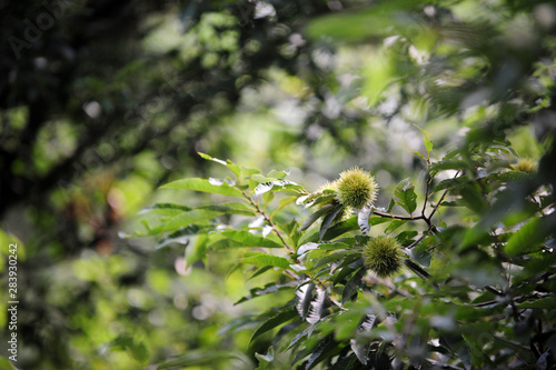 Chestnut tree and Chestnuts fruit