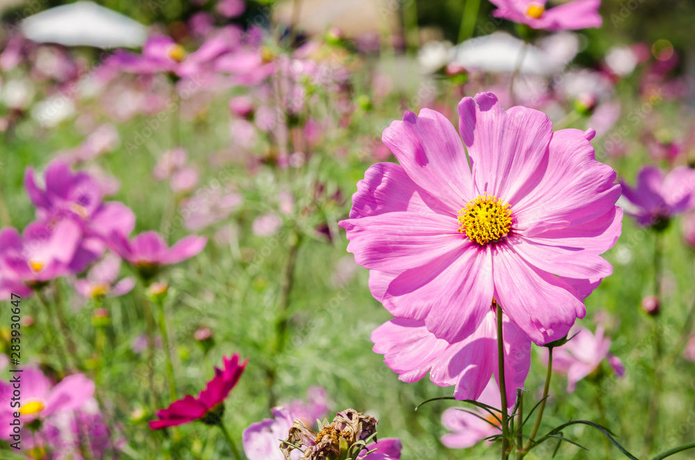 Obraz premium Cosmos flowers blooming.