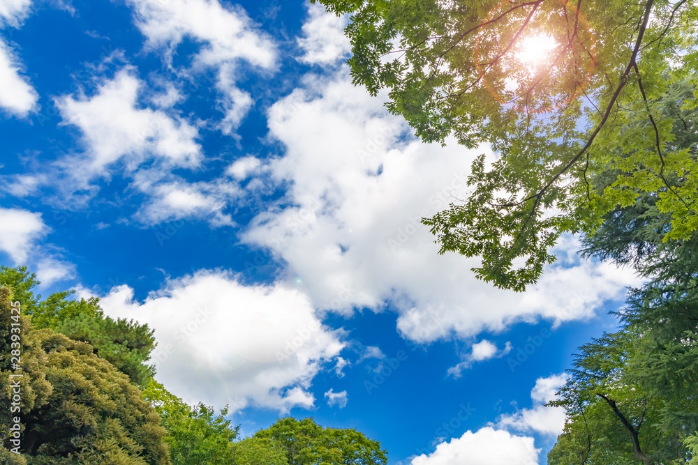 Obraz premium 青空と新緑の木